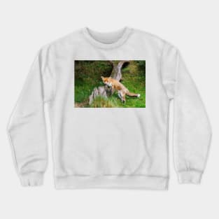 Fox (Vulpes vulpes), a British native mammal Crewneck Sweatshirt